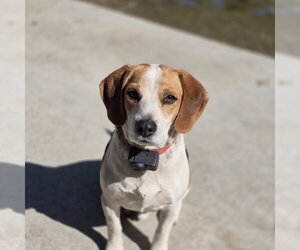 Beagle Dogs for adoption in Apple Valley, CA, USA