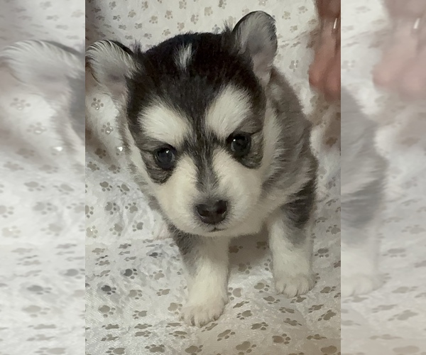 Medium Photo #39 Pomsky Puppy For Sale in NASHUA, NH, USA