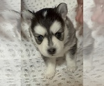 Small #8 Pomsky