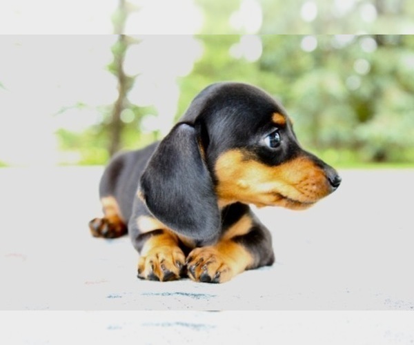 Medium Photo #3 Dachshund Puppy For Sale in BOSWELL, IN, USA