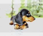 Small Photo #3 Dachshund Puppy For Sale in BOSWELL, IN, USA