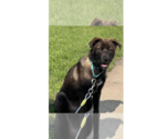 Small Labrador Retriever Mix