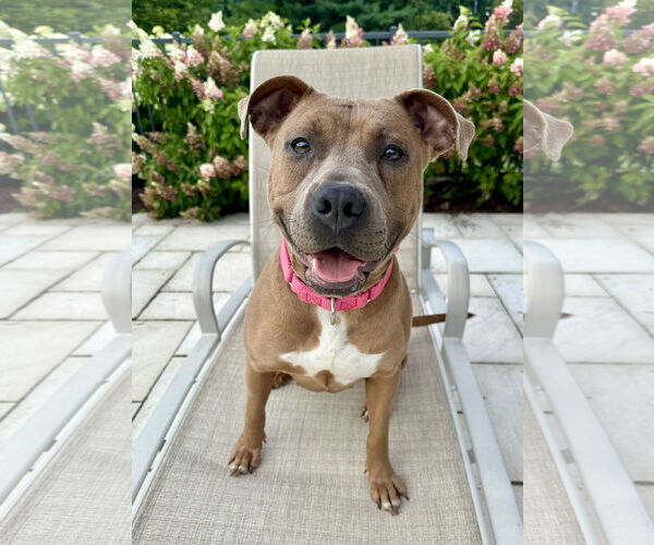 Medium Photo #5 American Pit Bull Terrier Puppy For Sale in Techny, IL, USA