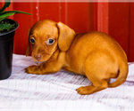 Small #10 Dachshund
