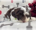 Small Photo #9 Lhasa-Poo Puppy For Sale in LAKELAND, FL, USA
