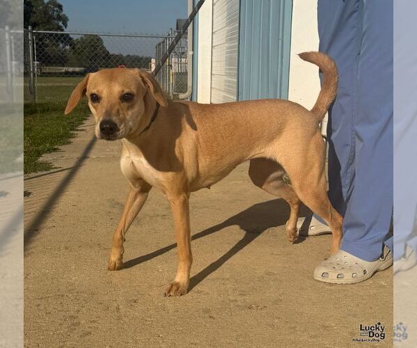Medium Photo #2 Labrador Retriever-Unknown Mix Puppy For Sale in Washington, DC, USA
