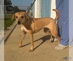Small Photo #2 Labrador Retriever-Unknown Mix Puppy For Sale in Washington, DC, USA