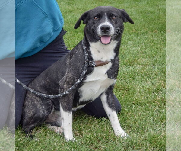Medium Photo #4 Catahoula Leopard Dog-Unknown Mix Puppy For Sale in Huntley, IL, USA