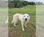 Small Photo #1 Great Pyrenees Puppy For Sale in WATTS, OK, USA