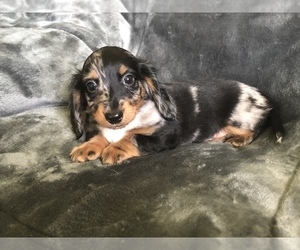 Dachshund Puppy for sale in LINCOLN, AR, USA