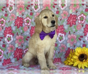 Golden Retriever Puppy for sale in LANCASTER, PA, USA