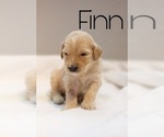 Small Photo #4 Goldendoodle Puppy For Sale in MONTGOMERY, AL, USA