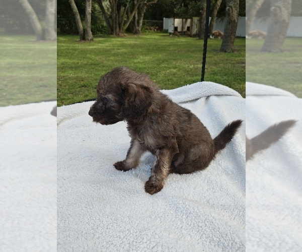 Medium Photo #1 Goldendoodle Puppy For Sale in HUDSON, FL, USA