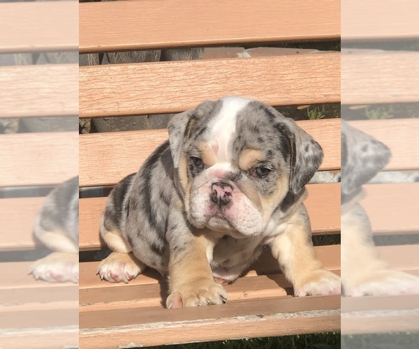 Medium Photo #1 Bulldog Puppy For Sale in HAYWARD, CA, USA