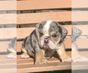 Bulldog Puppy for sale in HAYWARD, CA, USA