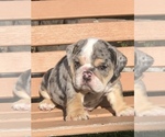 Small Photo #1 Bulldog Puppy For Sale in HAYWARD, CA, USA