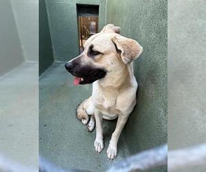 German Shepherd Dog Dogs for adoption in Downey, CA, USA