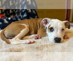 Small #4 American Pit Bull Terrier Mix