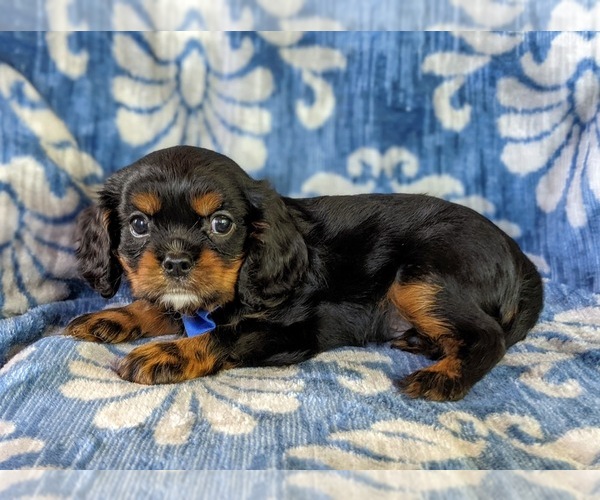 Medium Photo #2 Cavalier King Charles Spaniel Puppy For Sale in NOTTINGHAM, PA, USA