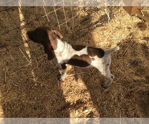 German Shorthaired Pointer Puppy for sale in CRAIG, CO, USA