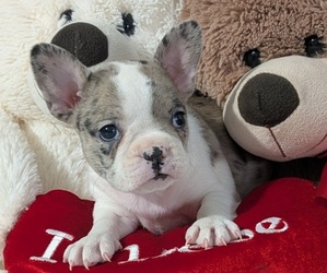 Medium Faux Frenchbo Bulldog