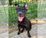 Small Photo #3 Mutt Puppy For Sale in Sacramento, CA, USA