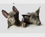 Small #1 Breeder Profile image