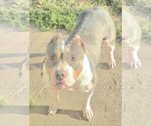 Mother of the American Bully puppies born on 04/23/2026