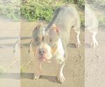 Small Photo #1 American Bully Puppy For Sale in SPANISH LAKE, MO, USA
