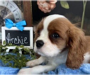 Cavalier King Charles Spaniel Puppy for sale in ABILENE, TX, USA
