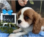 Small Cavalier King Charles Spaniel