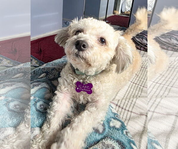 Medium Photo #2 Poodle (Miniature) Puppy For Sale in Corona, CA, USA