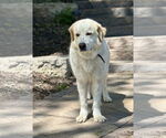 Small #1 Great Pyrenees Mix
