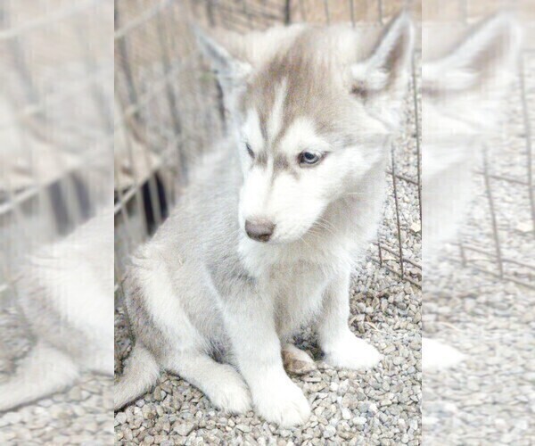 Full screen Photo #3 Siberian Husky Puppy For Sale in TUCSON, AZ, USA