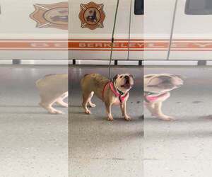 Bulldog Dogs for adoption in Martinsburg, WV, USA