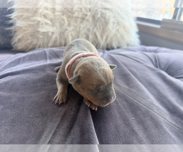 Medium Photo #5 American Pit Bull Terrier Puppy For Sale in ORANGE, NJ, USA
