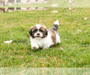 Brittany Puppy for sale in NAPPANEE, IN, USA