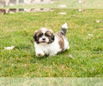 Small Photo #1 Shih Tzu Puppy For Sale in NAPPANEE, IN, USA