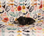 Puppy Scout French Bulldog