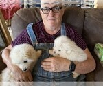 Small Photo #5 Maremma Sheepdog Puppy For Sale in THORN HILL, TN, USA