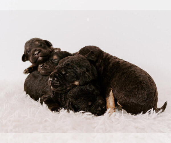 Medium Photo #3 Mastidoodle Puppy For Sale in APEX, NC, USA