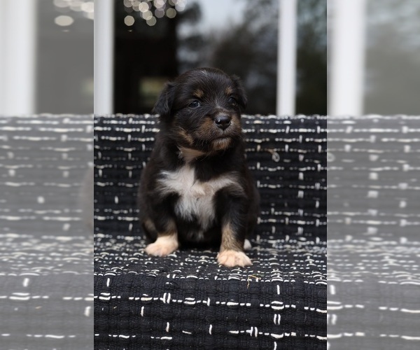Medium Photo #5 Miniature American Shepherd Puppy For Sale in DAWSON, GA, USA