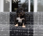Small #4 Miniature American Shepherd