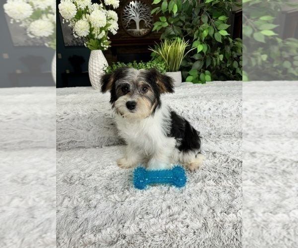 Medium Photo #1 YorkiePoo Puppy For Sale in GREENFIELD, IN, USA