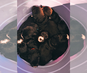 Golden Mountain Dog Litter for sale in CHARLOTTE, NC, USA