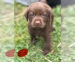 Small #7 Labrador Retriever