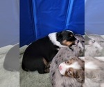 Small Photo #1 Miniature Australian Shepherd Puppy For Sale in BURKE, VA, USA