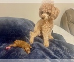 Small #7 Poodle (Toy)