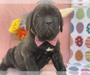 Cane Corso Puppy for sale in LANCASTER, PA, USA