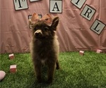 Small #1 Pomeranian